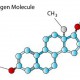 estrogen
